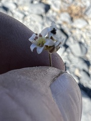 Caryophyllaceae