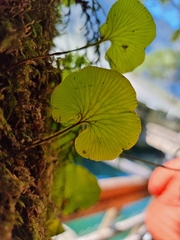 Hymenophyllum nephrophyllum