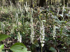 Spiranthes odorata