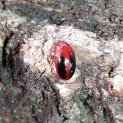 Erotylidae