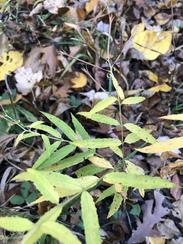 Epilobium X wisconsinense