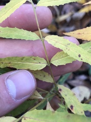 Epilobium × wisconsinense