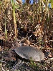 Pseudemys rubriventris