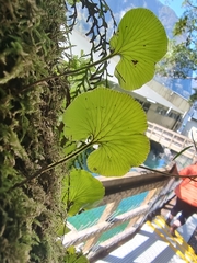 Hymenophyllum nephrophyllum