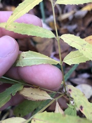 Epilobium × wisconsinense