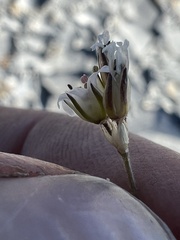 Caryophyllaceae