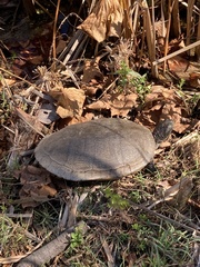 Pseudemys rubriventris