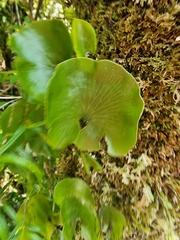 Hymenophyllum nephrophyllum