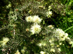 Melaleuca incana