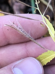 Epilobium × wisconsinense