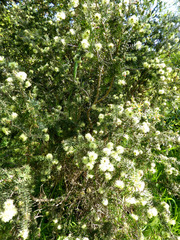 Melaleuca incana