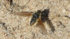 Bombyliini