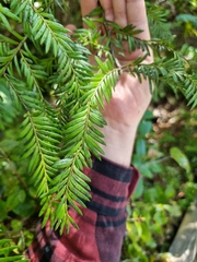 Prumnopitys ferruginea