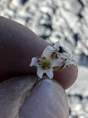 Caryophyllaceae