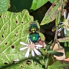 Chrysomya rufifacies