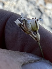 Caryophyllaceae
