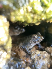 Fejervarya kawamurai