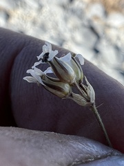 Caryophyllaceae