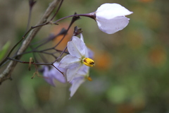Solanum laxum