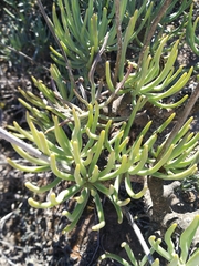 Tylecodon wallichii ecklonianus