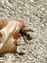 Vespula germanica