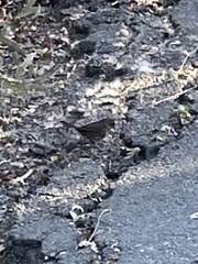 Passerella iliaca