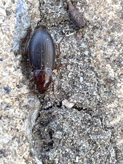Calathus ruficollis