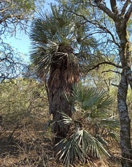 Trithrinax campestris