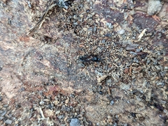 Eremocoris semicinctus