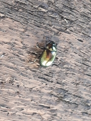 Chrysolina hyperici