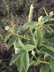 Sphenoclea zeylanica