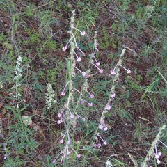 Ipomopsis macrosiphon