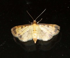 Nistra