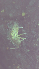 Orchesella villosa