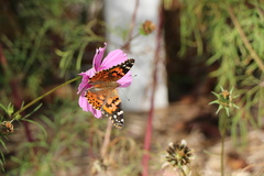 Vanessa cardui