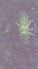 Orchesella villosa
