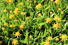 Acmella decumbens