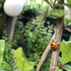 Harmonia axyridis