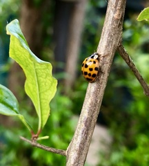 Harmonia axyridis
