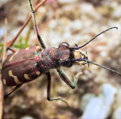 Cicindela hybrida