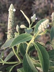 Sphenoclea zeylanica