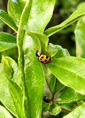 Harmonia axyridis
