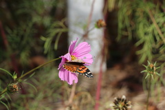 Vanessa cardui