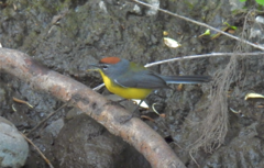 Myioborus brunniceps