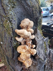 Climacocystis borealis