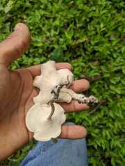 Lentinus substrictus