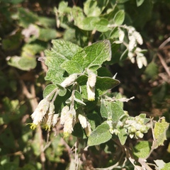 Brickellia secundiflora