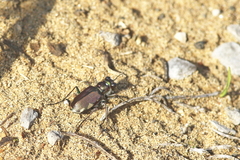 Cicindela scutellaris lecontei