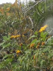 Spinus xanthogastrus