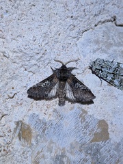 Diloba caeruleocephala